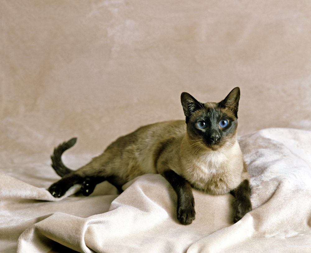 Seal point siamese domestic cat