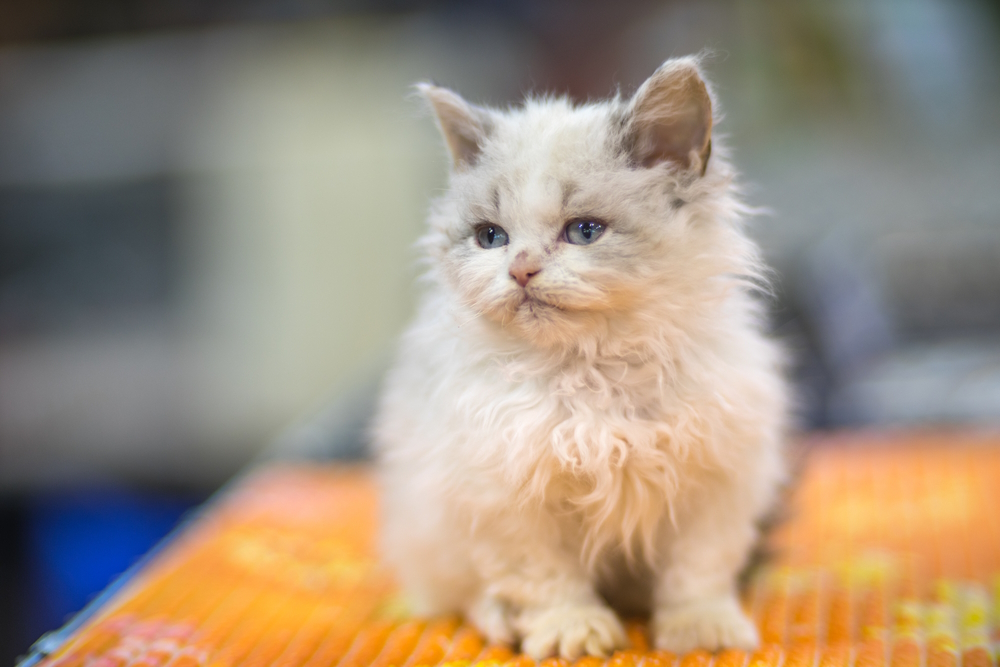 Selkirk-Rex-kitten-on-wooden-table