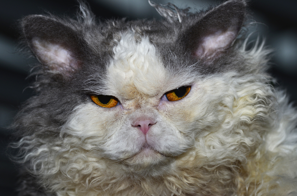 Selkirk-rex-longhair-cat