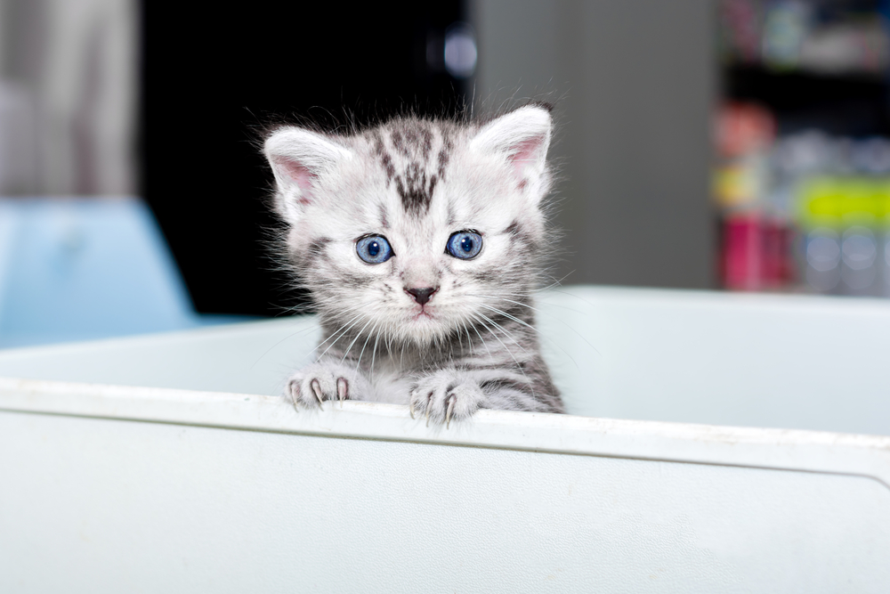 Cute American shorthair cat kitten