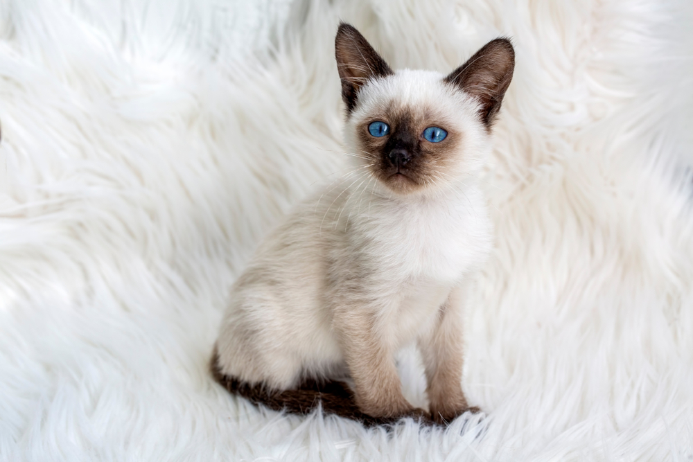 siamese kitten