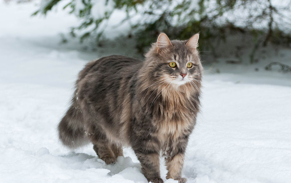 Siberian cat on a winter walk