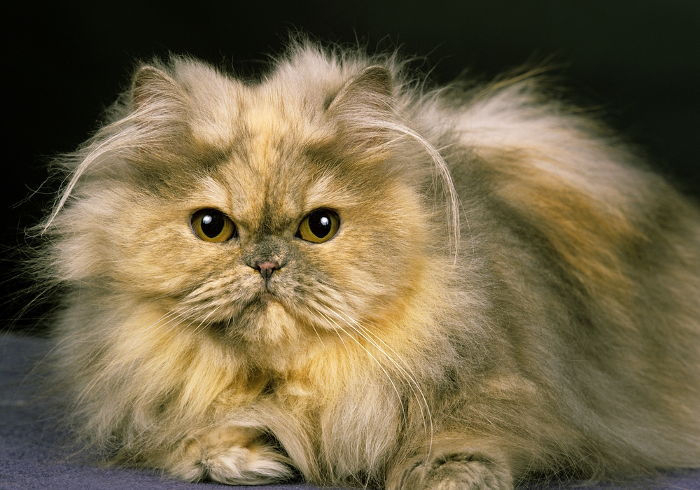 smoke persian cat face close up