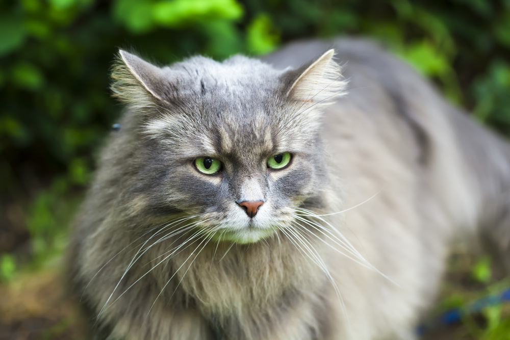 Smoke siberian cat