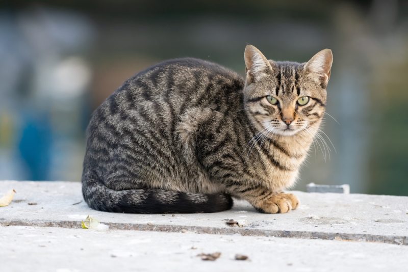 tabby cat lying on conrete ground