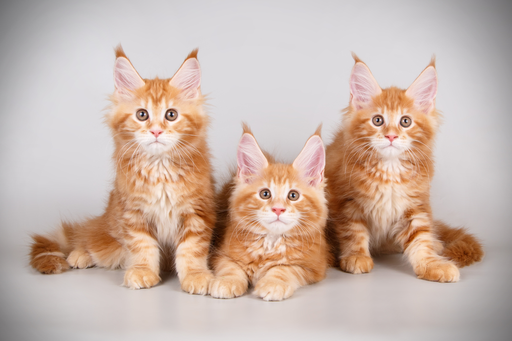 Three main coon orange tabby kittens staring directly at the camara on a white background