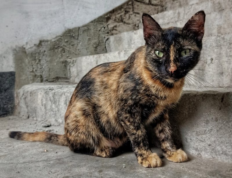 tortoiseshell cat sitting near stairs