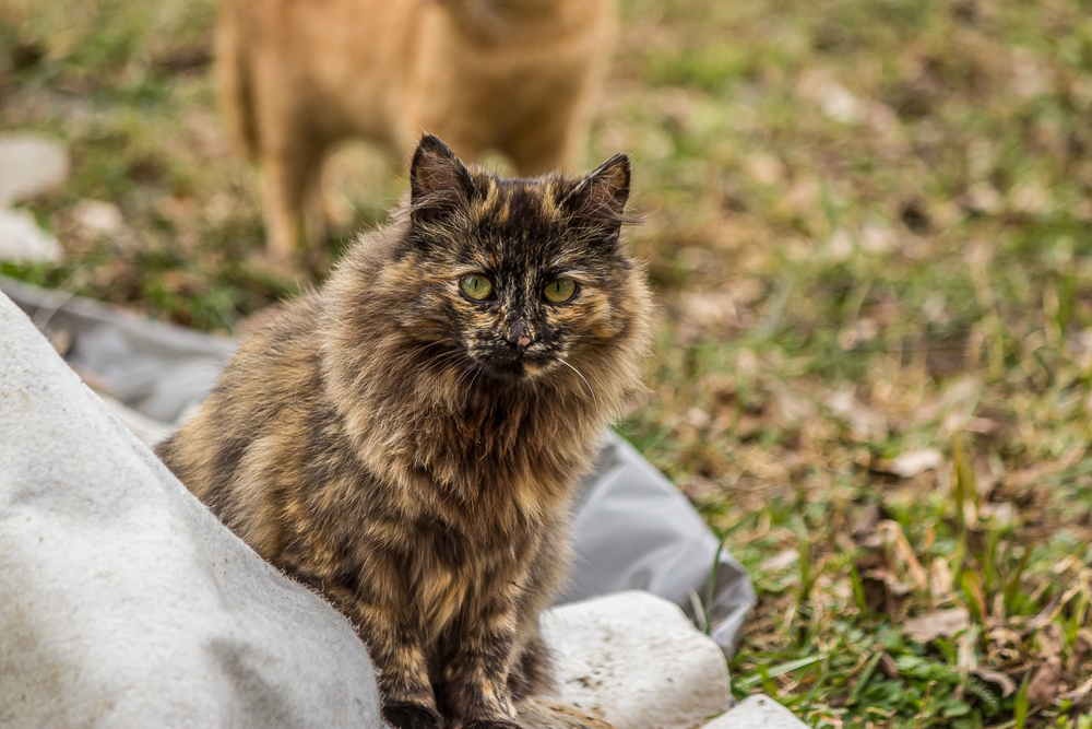 tortoiseshell-persian-cat