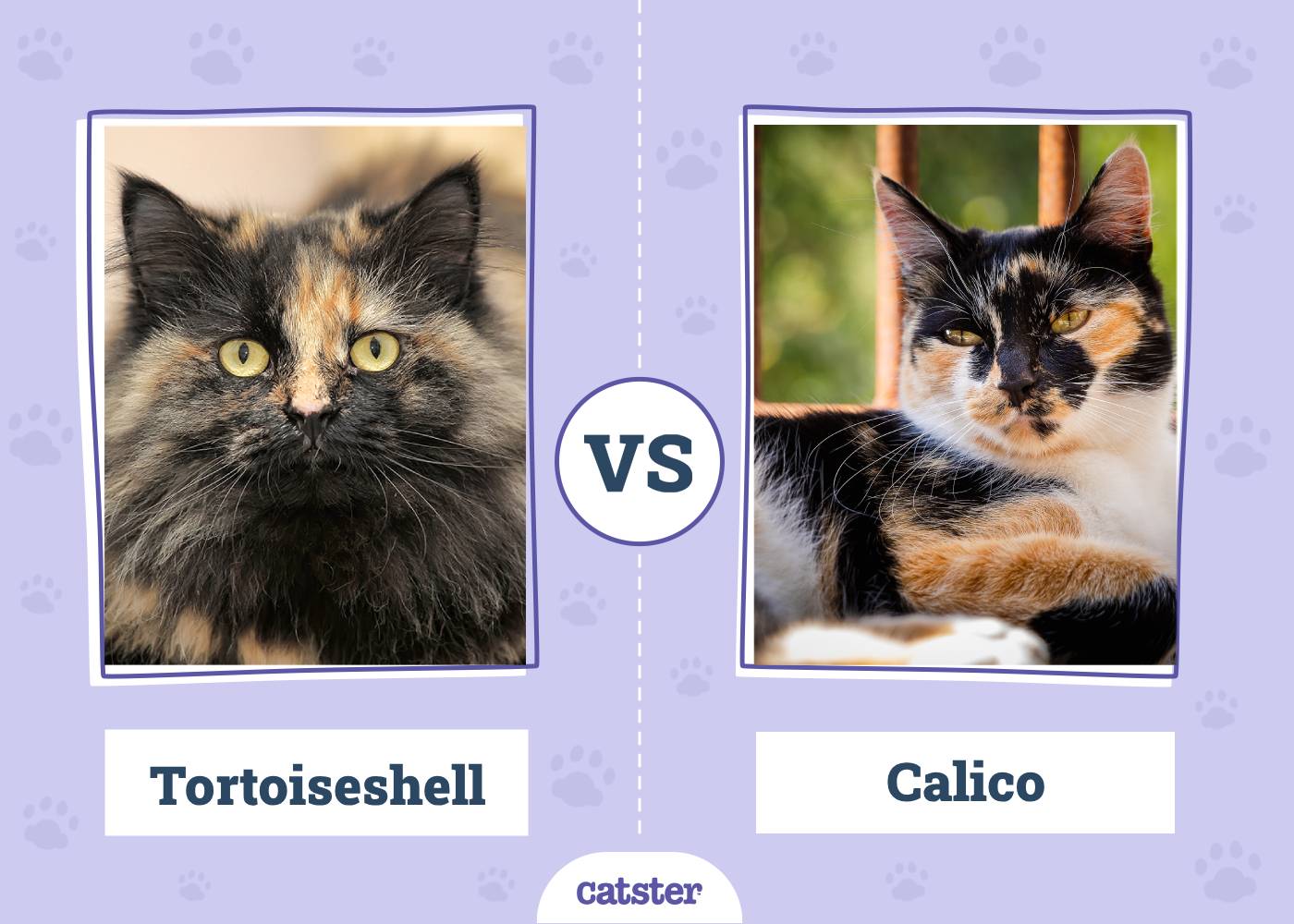 Tortoiseshell VS Calico