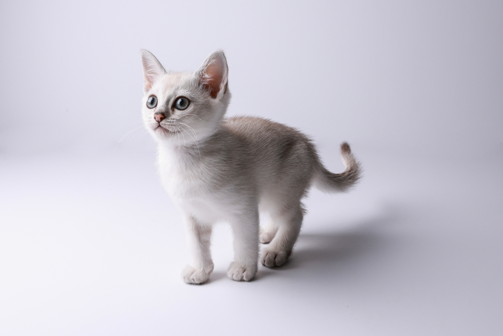 Two month old Burmilla breed kitten on white background