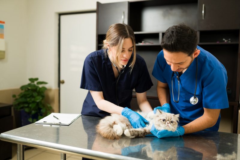 Two veterinarians holding down a Persian cat at the exam table