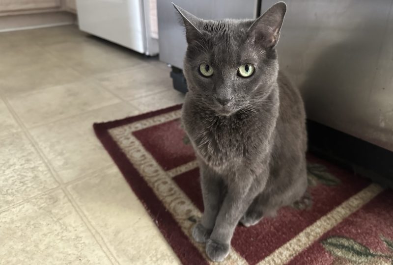 When I sit next to the fridge, it means I'm hungry!