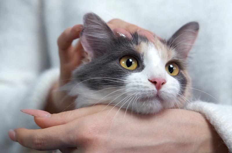 woman-holding-and-stroking-a-cat-purring