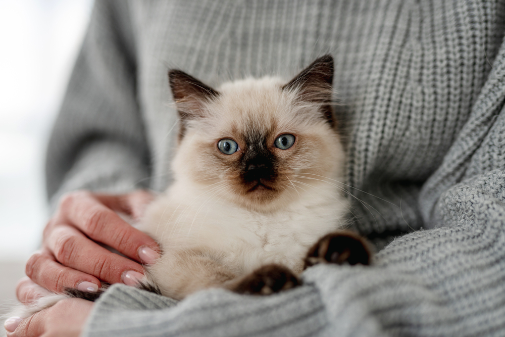 woman owner holding her ragdoll kitten